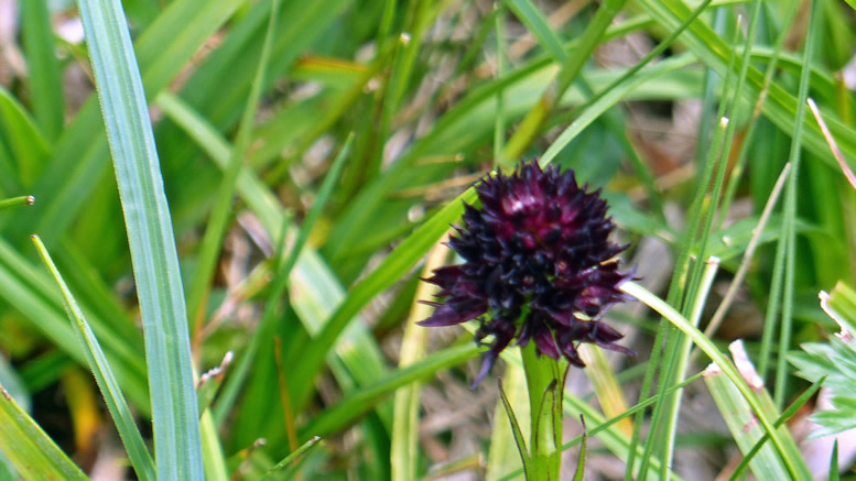 Schwarzes Kohlröschen kleinste Heimische Orchide