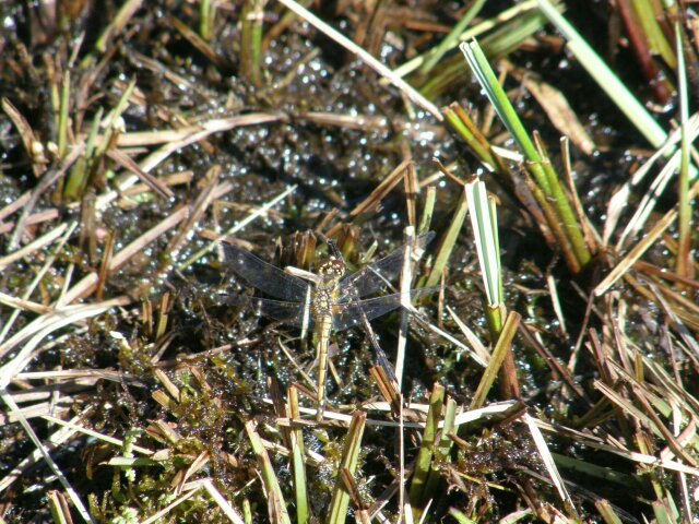 Libelle im Niedermoor