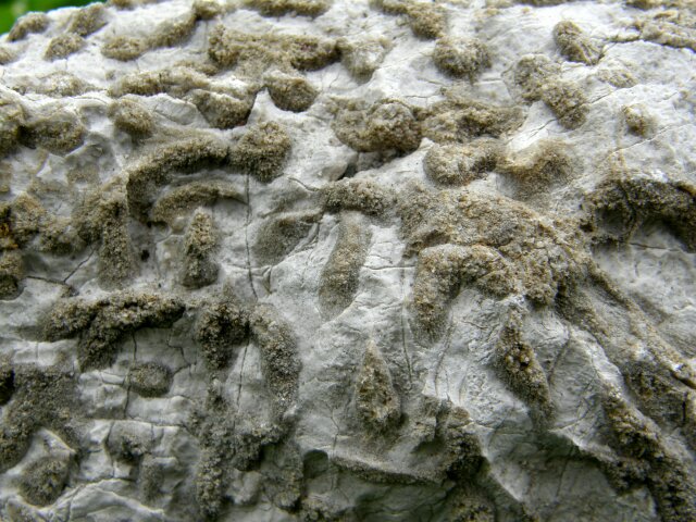 Korallenstein Fundort Steinplatte Waidring