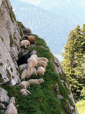 Schafe am Wendelstein